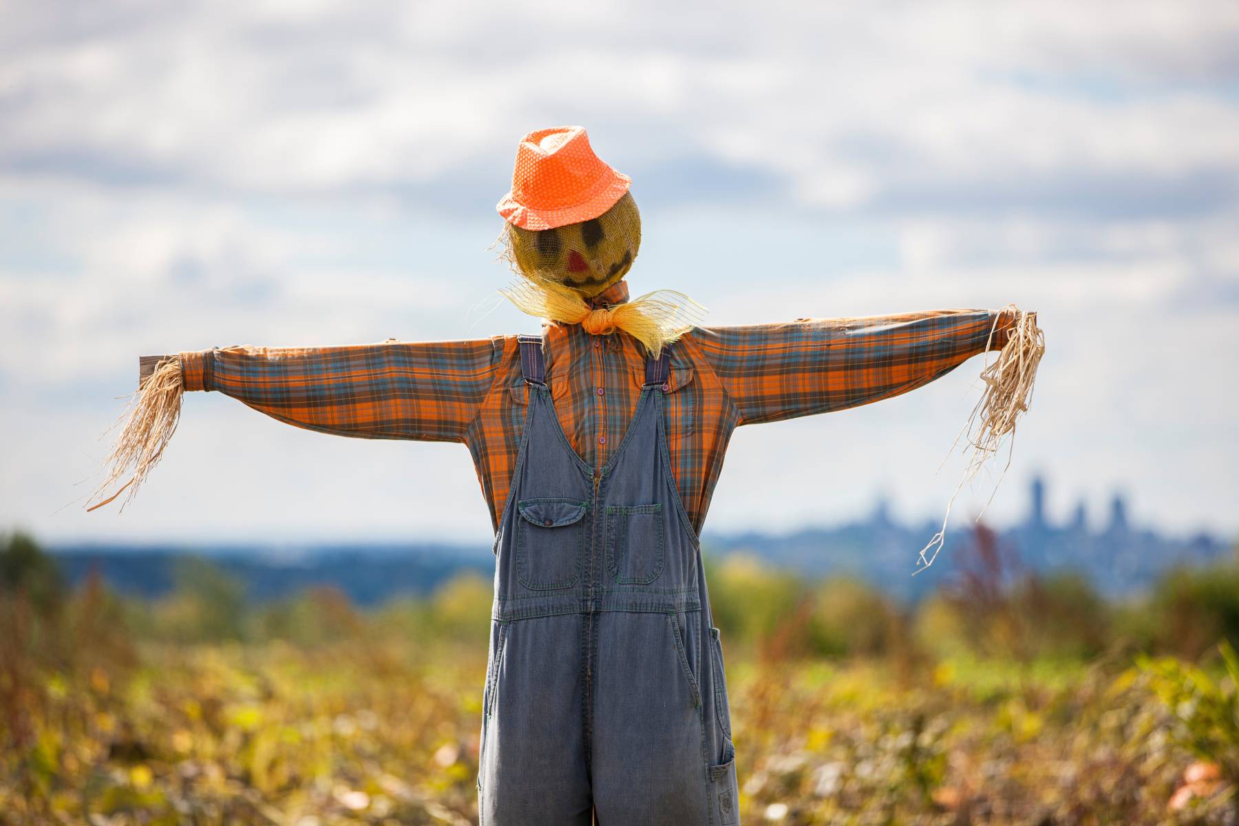 scarecrow in field outside